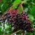 JOHN'S ELDERBERRY