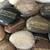 Personalized Polished River Stones in Gold, 2.5"-3.25"