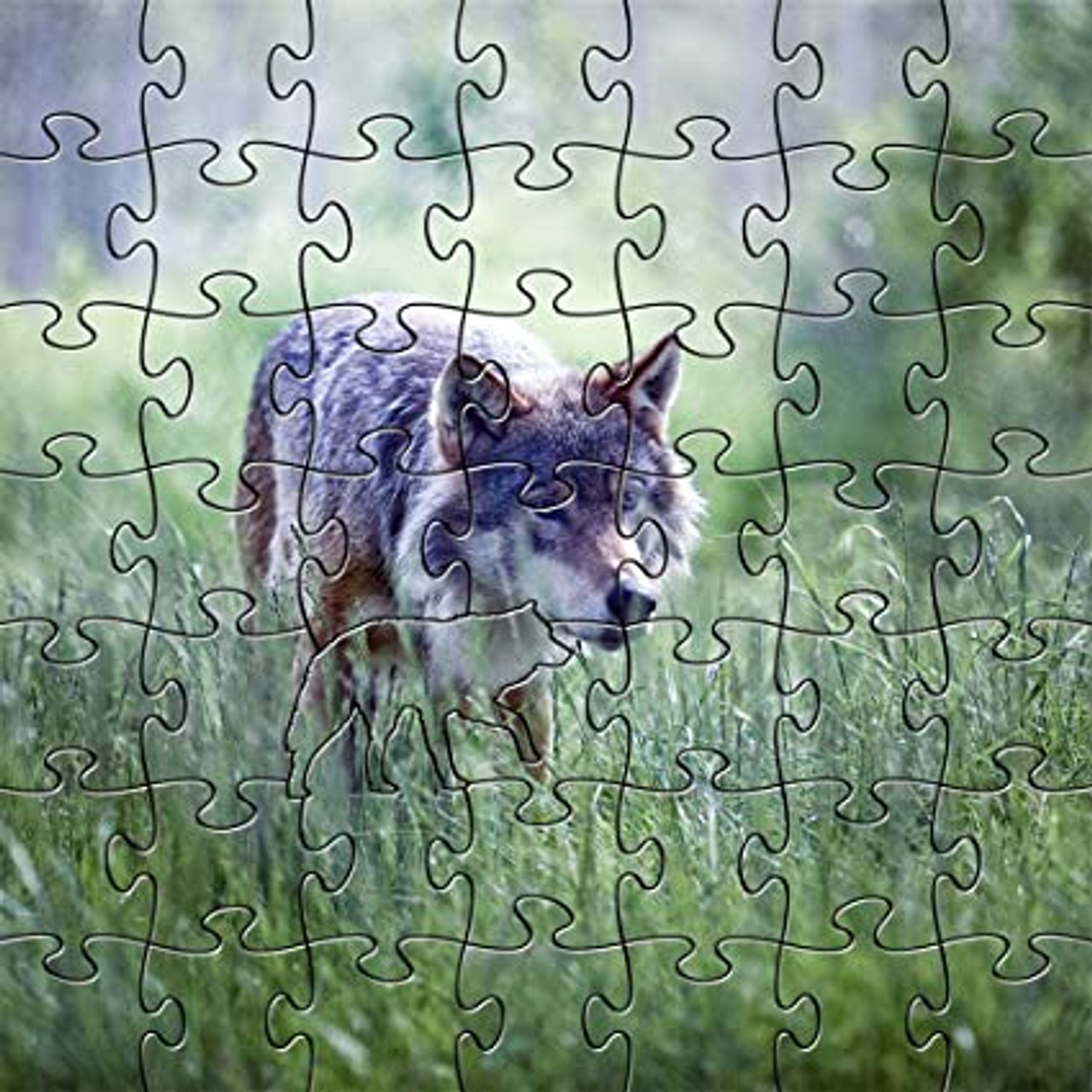 Alpha Wolf 50 Piece Teaser Wooden Jigsaw Puzzle | Zen Puzzles