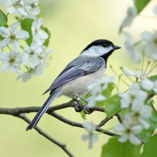 Spring Chickadee 125 Piece Small Wooden Jigsaw Puzzle | Zen Puzzles Spring Chickadee 125 Piece Small Wooden Jigsaw Puzzle | Zen Puzzles
