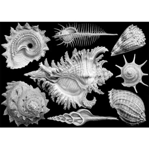 "Shells" 1000 Piece Jigsaw Puzzle | Cloudberries