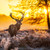 Red Deer at Dawn 299 Piece Large Wooden Jigsaw Puzzle | Zen Puzzles