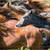 Herd of Young Horses 200 Piece Medium Wooden Jigsaw Puzzle | Zen Puzzles