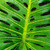 Monstera Leaf 159 Piece Small Wooden Jigsaw Puzzle | Zen Puzzles