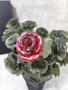 Daum Rose Passion Vase in Green with Red Flower 500 ex 