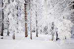 Forest Snow Scene 