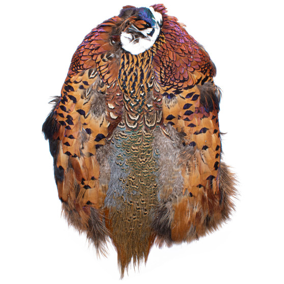 Wapsi Ringneck Pheasant Skin Natural Image 1