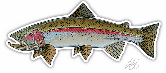 Rainbow Trout Decal