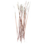 Polish Quills Polish Stripped Peacock Quills Brown Image 1