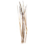 Polish Quills Polish Stripped Peacock Quills Golden Olive Image 1