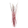 Polish Quills Polish Stripped Peacock Quills Red Image 1