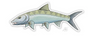 Bonefish Decal