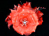 6" Red Large Silk and Satin Single Flower with Pearl and Rhinestone - Pack of 6