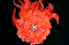 6" Red Large Silk Single Flower with Pearl and Rhinestone - Pack of 6