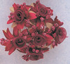 1.5" Burgundy Organza Silk Flowers - Pack of 72