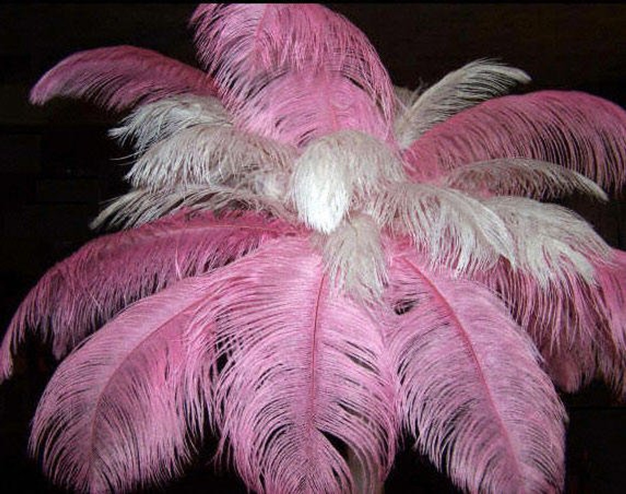 13-15 Pink Ostrich Plume Feathers for Wedding Centerpiece - Pack