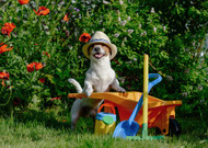 Pet-Proof Your Garden Pet-Proof Your Garden