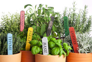 Starting Your Own Herb Garden Starting Your Own Herb Garden