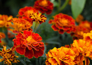 Keep Mosquitoes Away with these Plants Keep Mosquitoes Away with these Plants