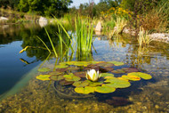 Consider a Natural Swimming Pool Consider a Natural Swimming Pool