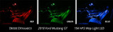 18-23 Ford Mustang Innenraum LED - Grün 7er Set