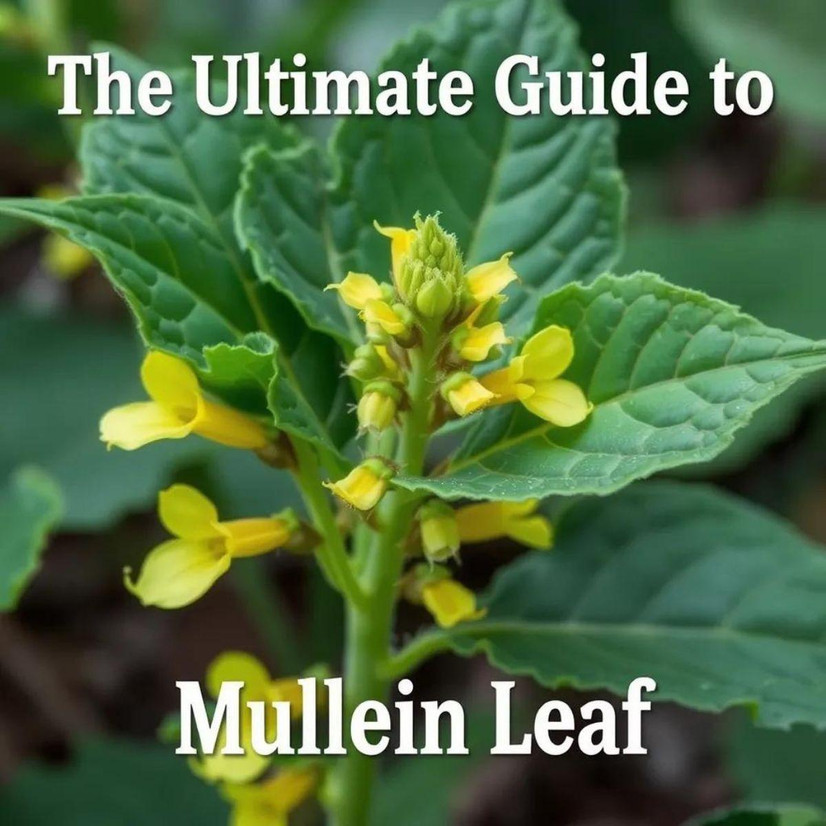 The Ultimate Guide to Mullein Leaf Supplements