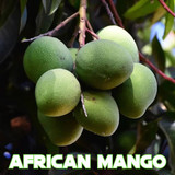 Dr. Oz Irvingia Gabonensis (African Mango)