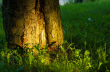 In-Ground Lighting Ideas for Trees, Walls, and Driveways
