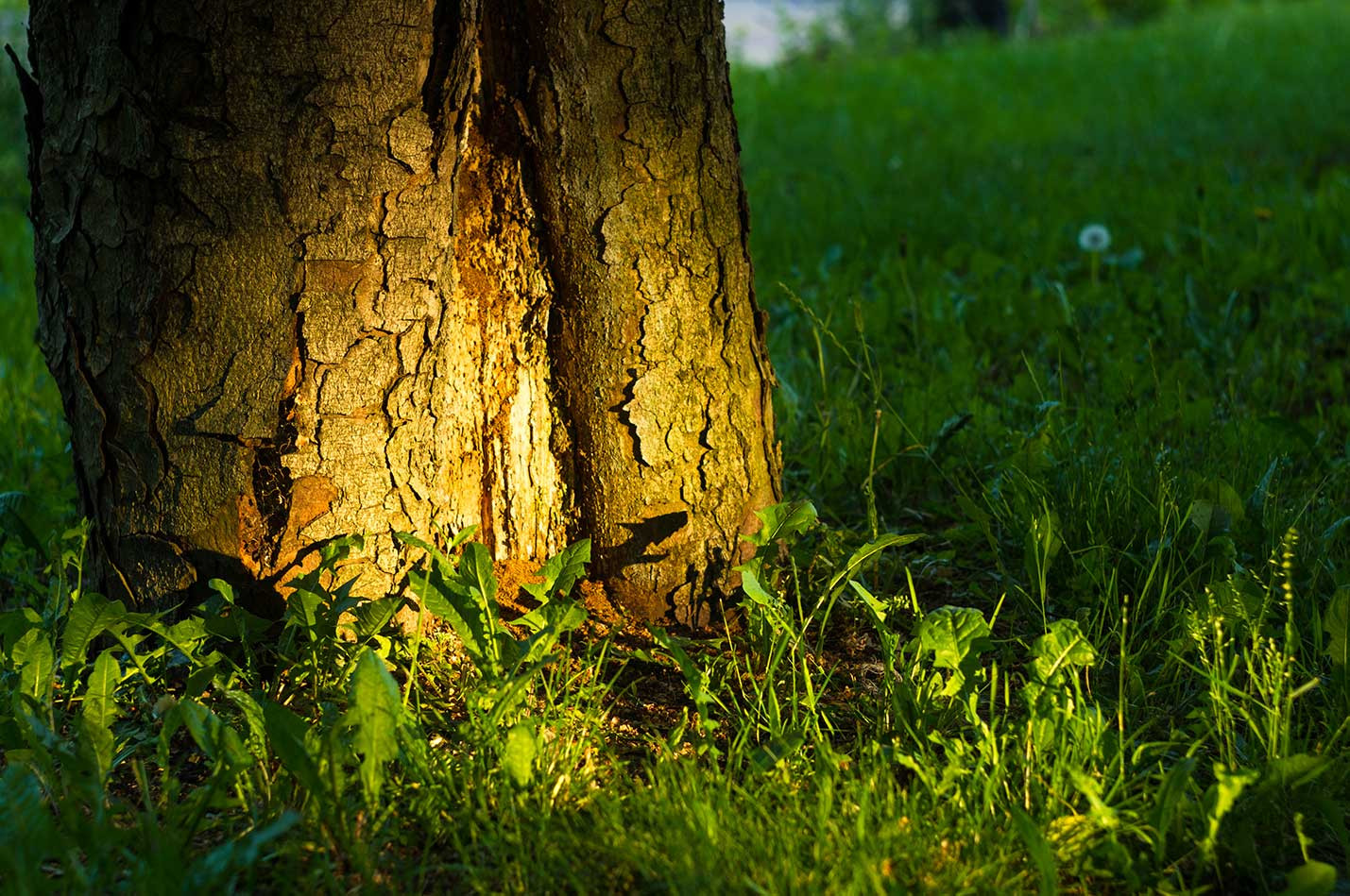 In-Ground Lighting Ideas for Trees, Walls, and Driveways thumbnail image