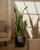 Snake Plant
