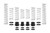 Eibach Pro-UTV 2019 Polaris RZR Turbo S Velocity Stage 3 Performance Springs - E85-209-016-03-22