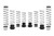 Eibach Pro-UTV 20-21 Polaris RZR XP 4 Turbo S w/ OE Fox Dynamix Shocks Stage 3 Performance Springs - E85-209-023-03-22