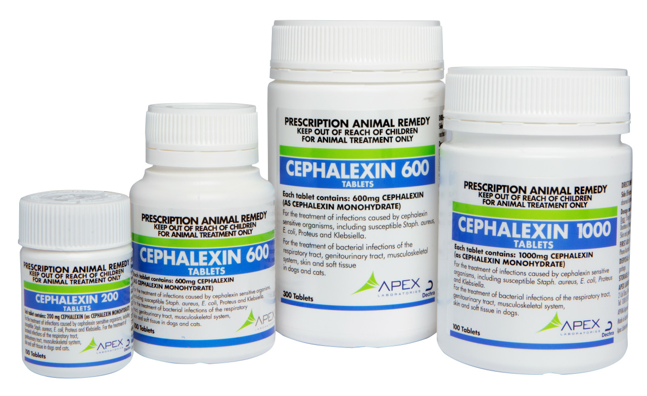 how long does cephalexin stay in a dogs system