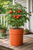 5 gallon pail (bucket) in exclusive TerraCotta color