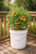 5 gallon pail (bucket) in white - great for gardening