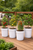 Our buckets the perfect container for your deck or patio!