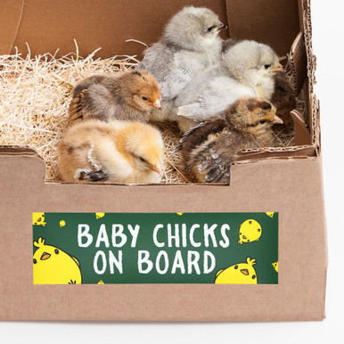 Baby Chicks on Board - 3