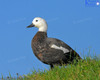 Paradise Shelduck