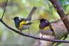 Hihi (Stitchbird)