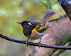 Hihi (Stitchbird)