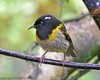 Hihi (Stitchbird)