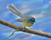 Fantail Over The Water