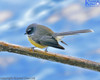 Fantail Over The Water