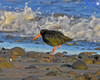 Variable Oystercatcher,