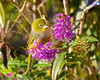 Silvereye In The Hebe