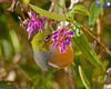 Silvereye In The Hebe