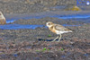 New Zealand Dotterel