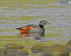 Paradise Shelduck - Male