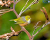 Silvereye