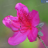 Pink Azaleas in flower